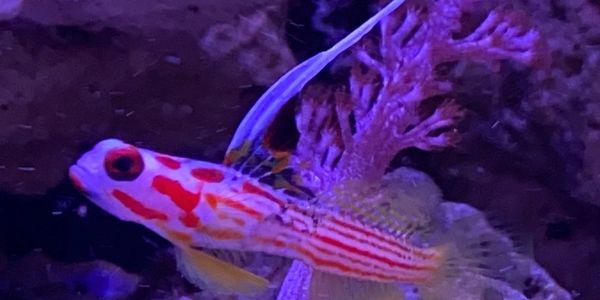 Saltwater and freshwater fish of every kind, selected to fit your tank’s requirements.