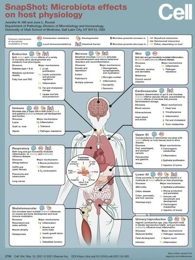 Association between changes of gut microbiota and diseases in modern society