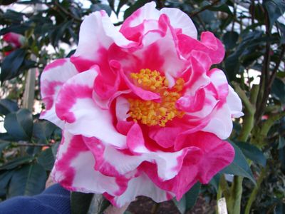 pink and white camellia