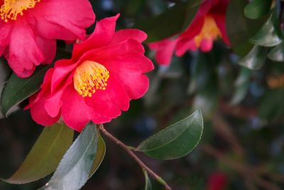 fuschia camellia flower