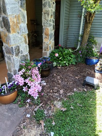 Clematis at Stone Porch Column
