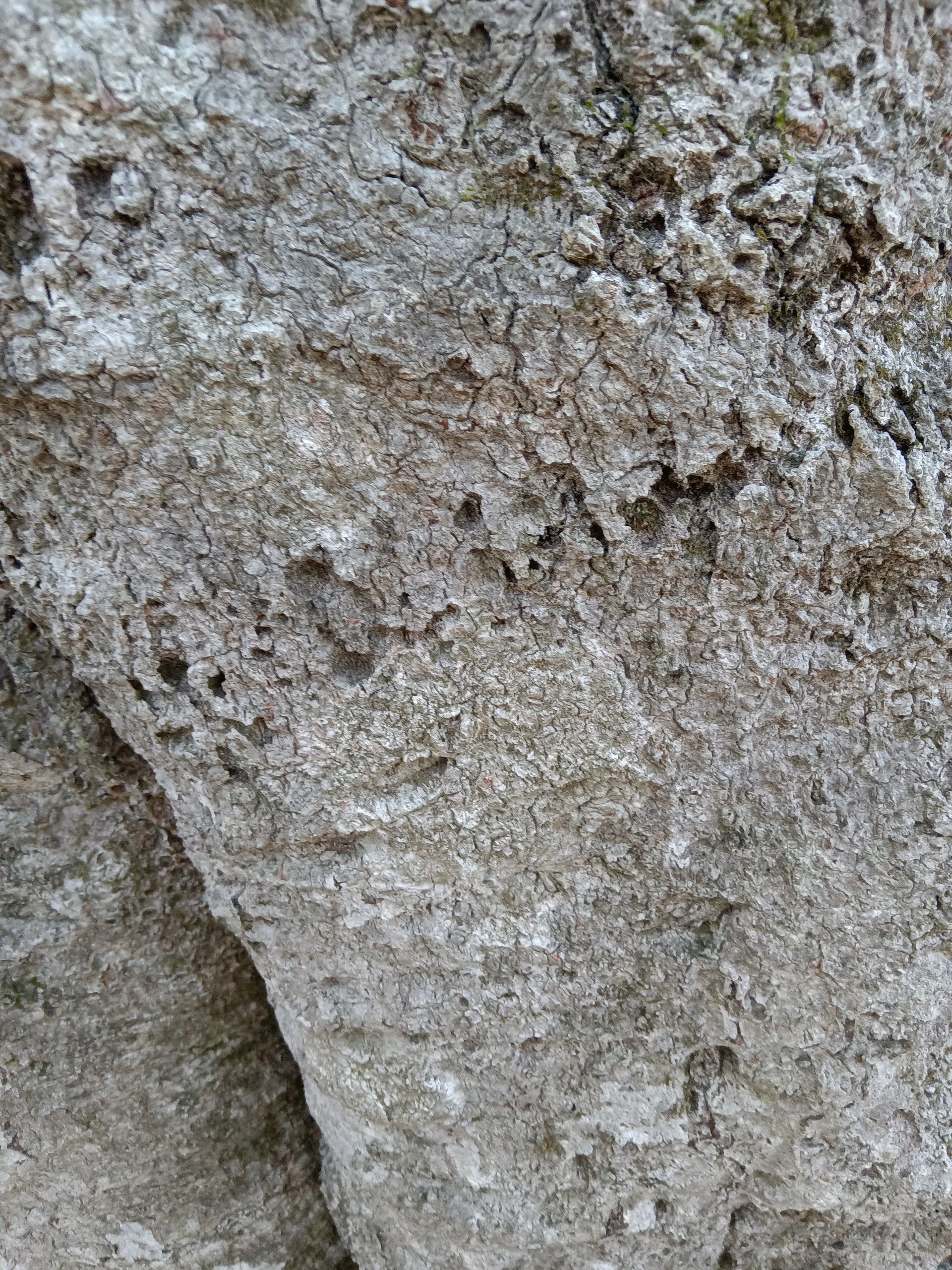 Close-up of rough, textured tree bark with natural cracks and crevices.