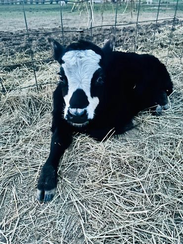 Mini Baldie cow in pasture