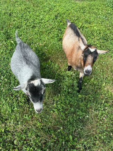gray and tan Pygmy goats in pasture