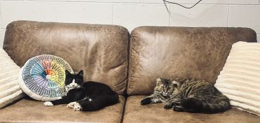 Two cats on a mental health therapy couch with emotion wheel