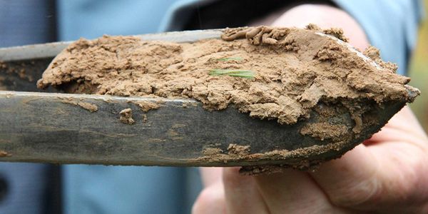A hand holding a trowel with wet mud and grass on it.