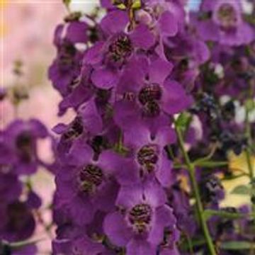 Plant Habit: Upright
Spacing: 10 - 12"
Height: 12 - 14"
Width: 10 - 12"
