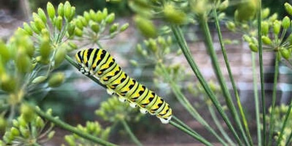 Swallowtail caterpillar on dill