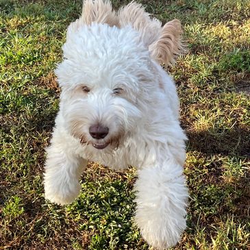 Close picture of a white colour dog