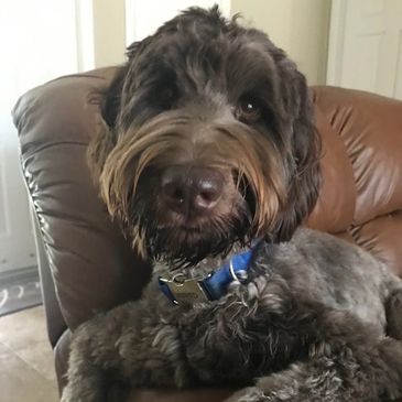 A cute puppy looking at camera