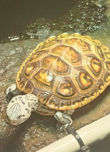 Diamondback, terrapin, sale