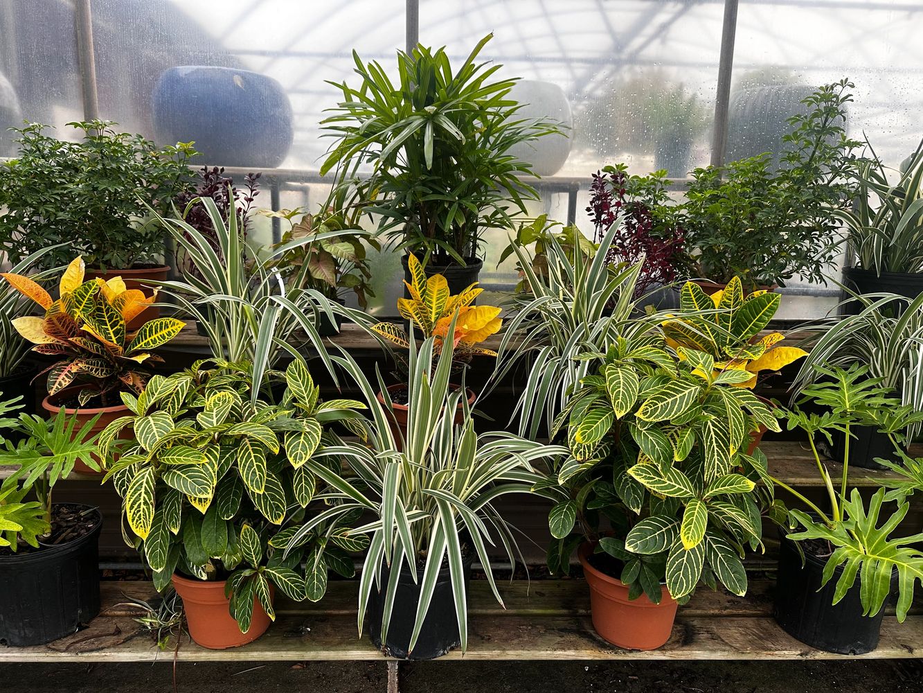 Various vibrant potted plants arranged on wooden shelves in a greenhouse.