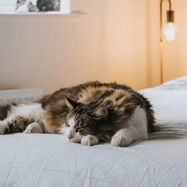 Calico Cat napping on a white bed near a book with a lit lightbulb behind it and a wooden headboard