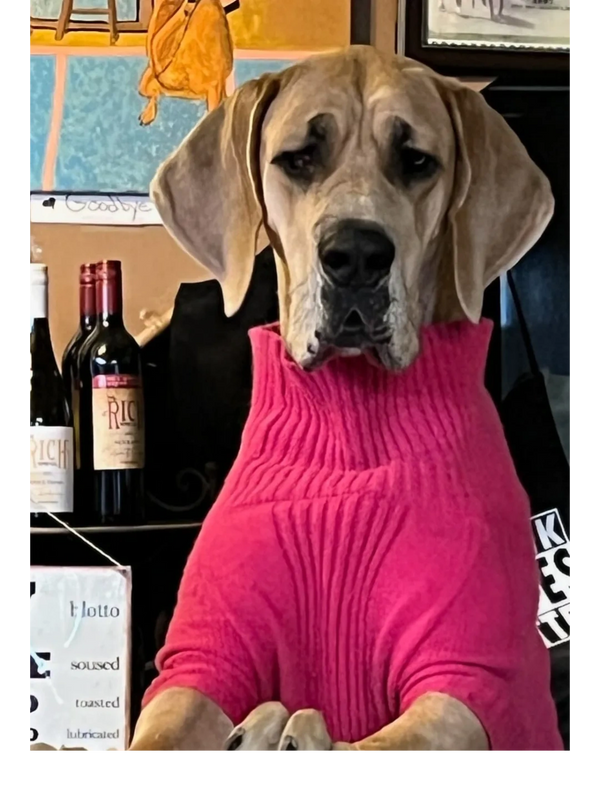 Great Dane wearing a bright pink sweater poses indoors with wine bottles in the background.