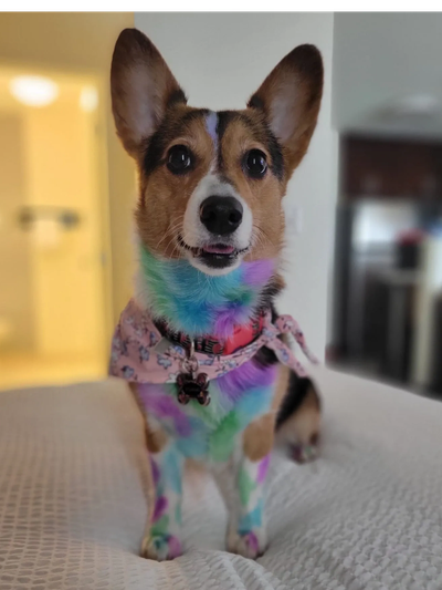 My Corgi, Sylvanas.