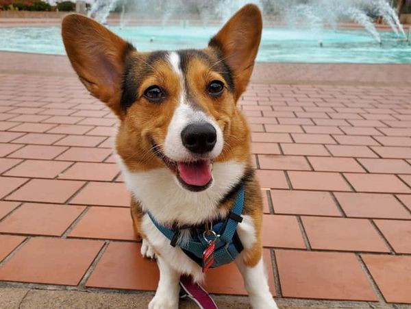 Happy Corgi dog sitting on a tiled floor near a water fountain.
