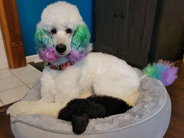 Two poodles, one white with colorful dyed fur, resting together in a cozy dog bed.