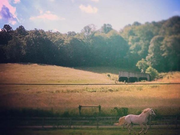 White stallion running at Rugby Creek Farm Vacation Rentals in Mouth of Wilson, VA Horse Boarding