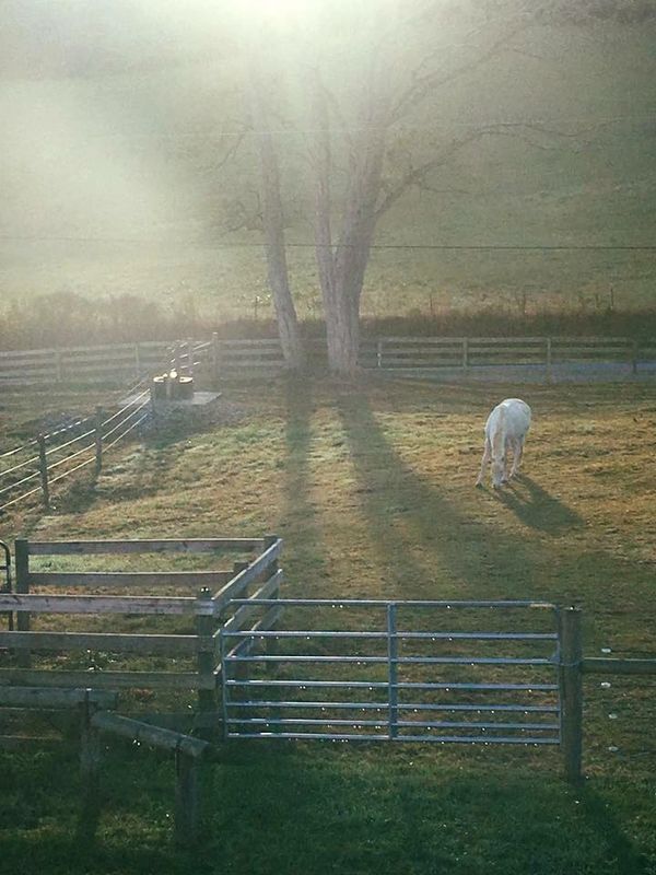 White horse grazing at Rugby Creek Farm Vacation Rentals Horse Boarding Mouth of Wilson, VA