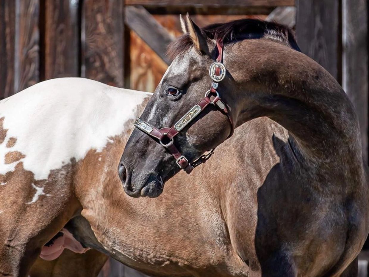 Wapz Sobeit Dun Snocap Appaloosa Stallion