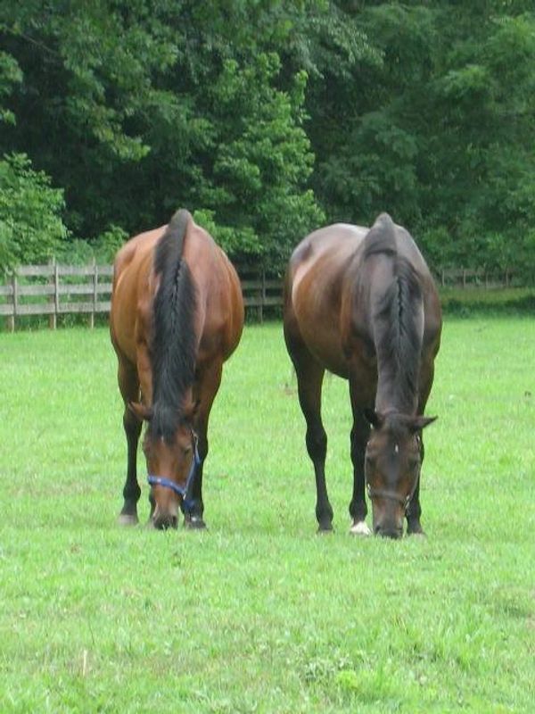 Horses at Rugby Creek Farm Vacation Rentals in Grayson County VA Horse Boarding