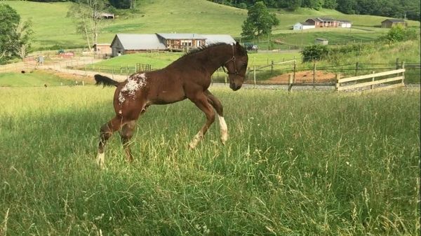 Horse Appaloosa Foal, Pinkerton, playing in grass pasture at Rugby Creek in Grayson County VA