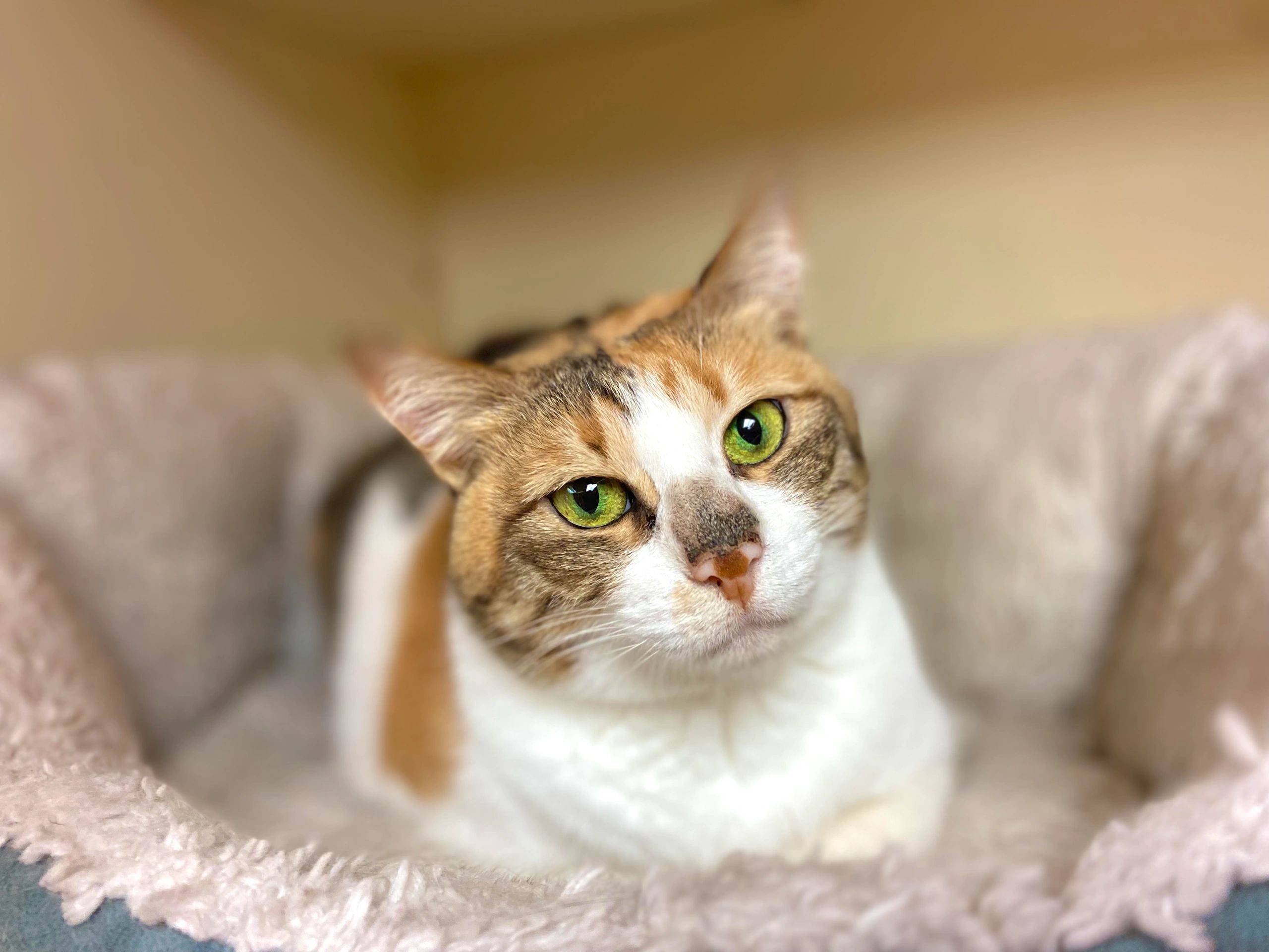 Humane Society Of The High Plains