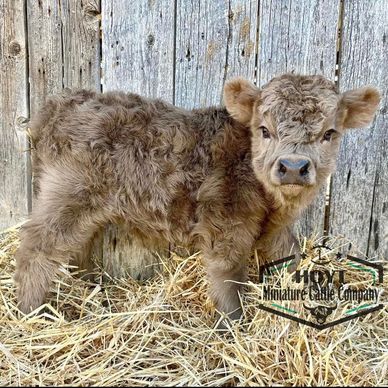 We have been ANXIOUSLY awaiting the arrival of our first chondro heifer, and boy, she did not disapp