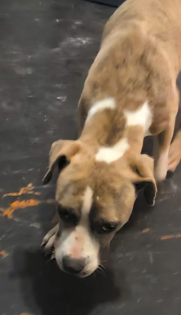 A brindle and white dog sniffing the floor indoors.
