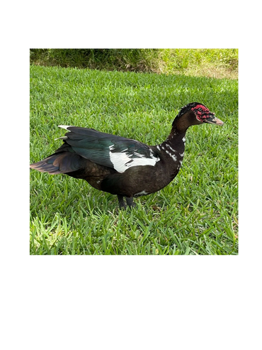 A Muscovy duck standing on green grass.