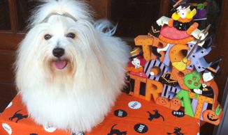 Ch. Mi-toi’s The Heartbreak Kid