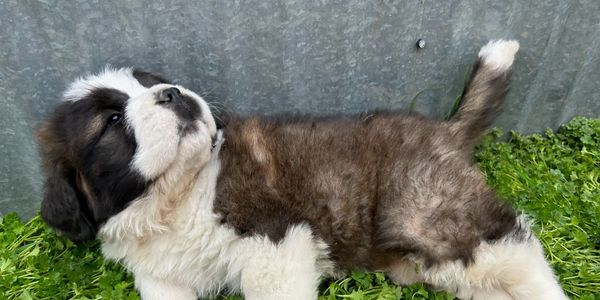 We are expecting another  St.l Bernard litter December 2024