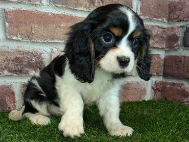 Cavalier King Charles spaniel for sale