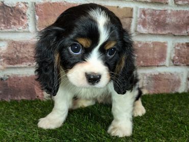 Cavalier King Charles spaniel for sale