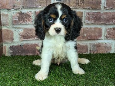 Cavalier King Charles spaniel for sale