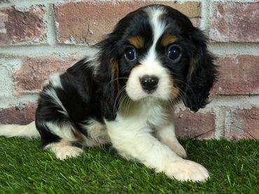 Cavalier King Charles spaniel for sale