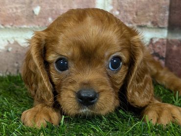 Cavalier King Charles puppy for sale