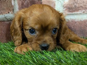 Cavalier King Charles puppy for sale