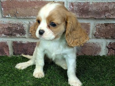 Cavalier King Charles spaniel puppy for sale