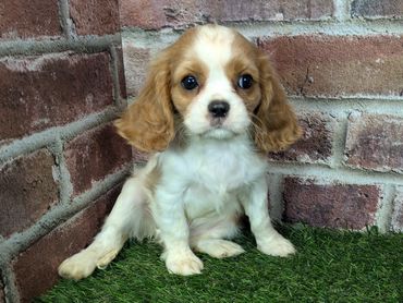 Cavalier King Charles spaniel puppy for sale