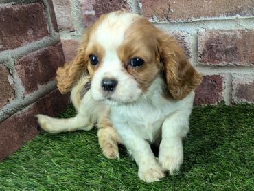 Cavalier King Charles spaniel puppy for sale