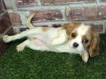 Cavalier King Charles spaniel puppy for sale