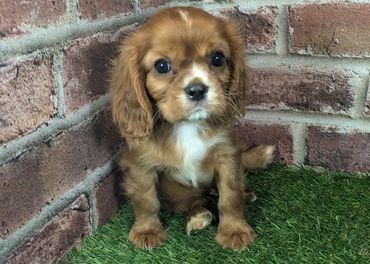 Cavalier King Charles spaniel puppy for sale