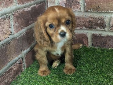 Cavalier King Charles spaniel puppy for sale