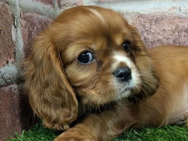 Cavalier King Charles spaniel puppy for sale
