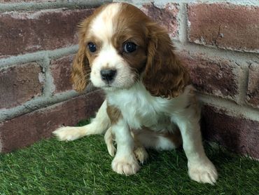 Cavalier King Charles spaniel puppy for sale