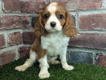Cavalier King Charles spaniel puppy for sale