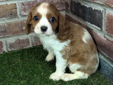 Cavalier King Charles spaniel puppy for sale