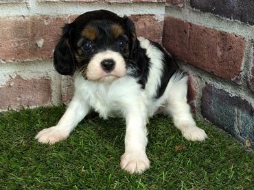 Cavalier King Charles spaniel puppy for sale