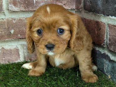 Cavalier King Charles spaniel puppy